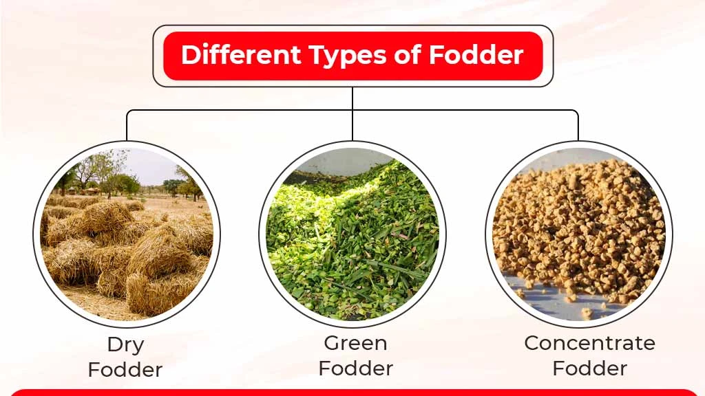 The Different Types of Fodder