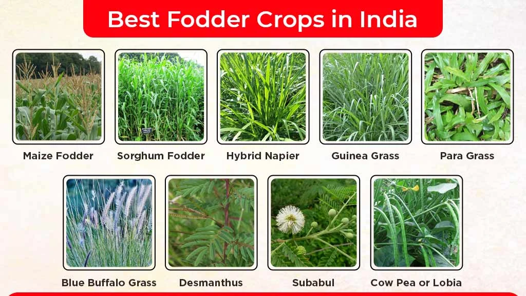 Best Fodder Crops For Livestock in India