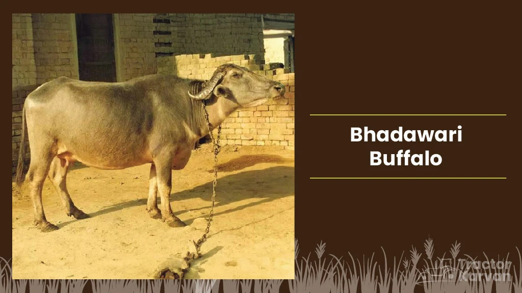 Best Indian Buffalo Breeds - Bhadawari