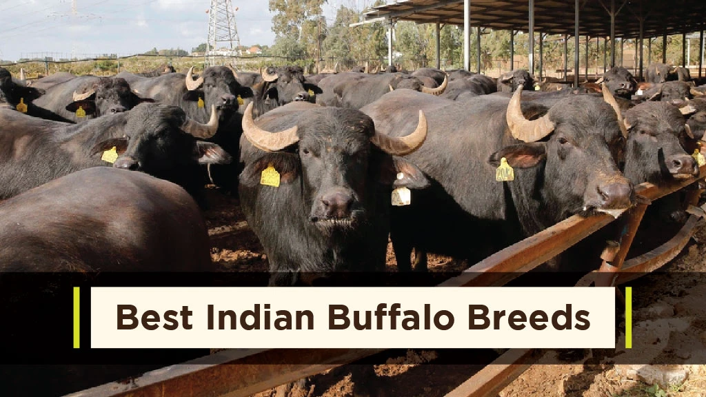 Best Indian Buffalo Breeds: Where they are Found and Their Characteristics