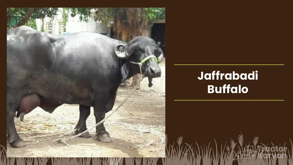 Best Indian Buffalo Breeds - Jaffrabadi