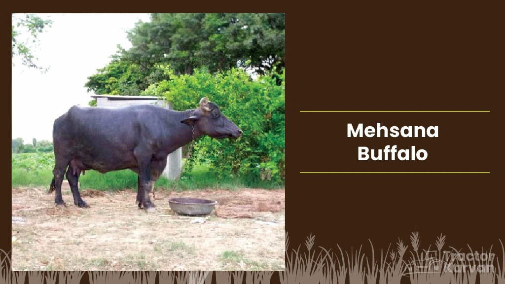Best Indian Buffalo Breeds - Mehsana