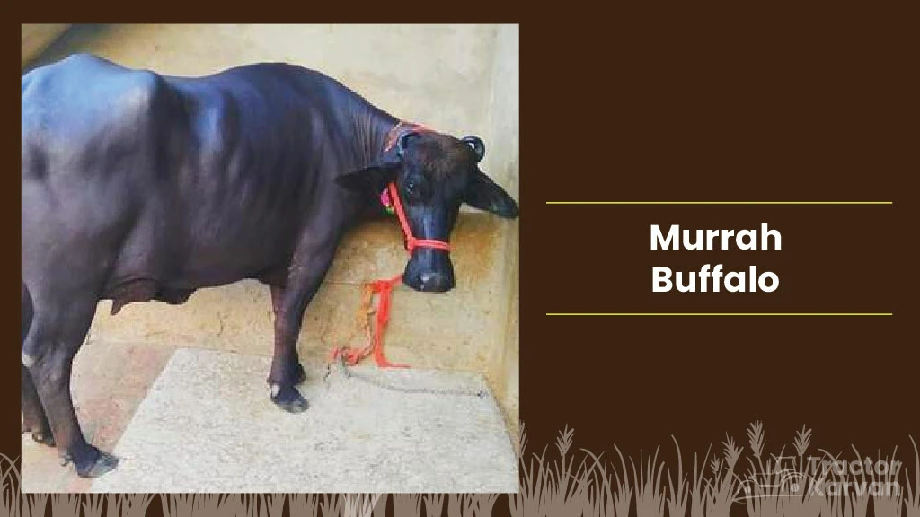Best Indian Buffalo Breeds - Murrah