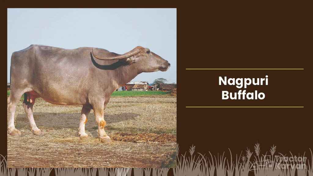 Best Indian Buffalo Breeds - Nagpuri