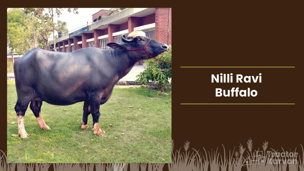 Best Indian Buffalo Breeds - Nilli Ravi