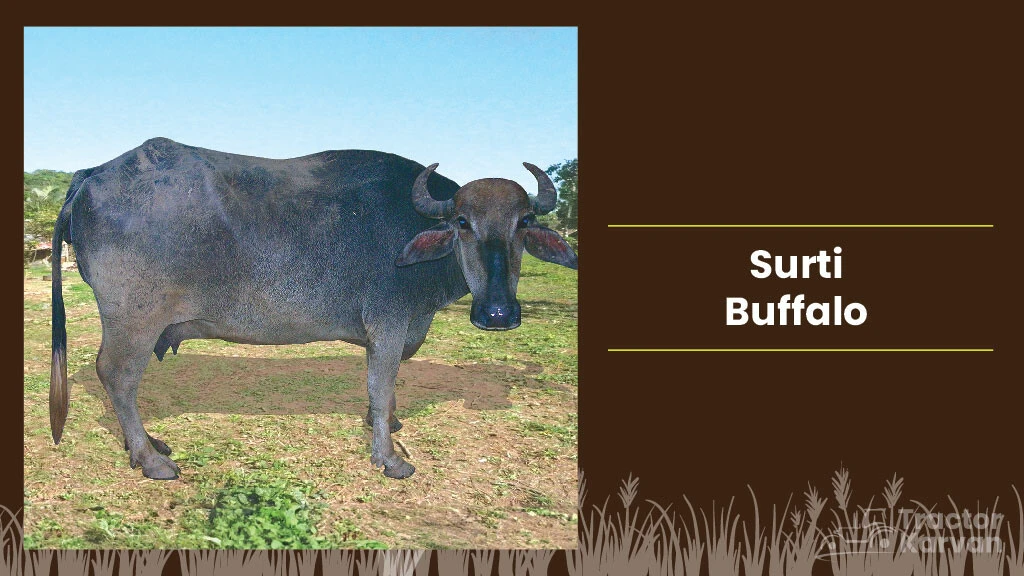 Best Indian Buffalo Breeds - Surti
