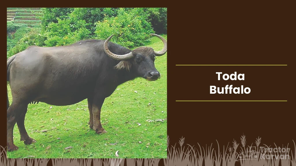 Best Indian Buffalo Breeds - Toda