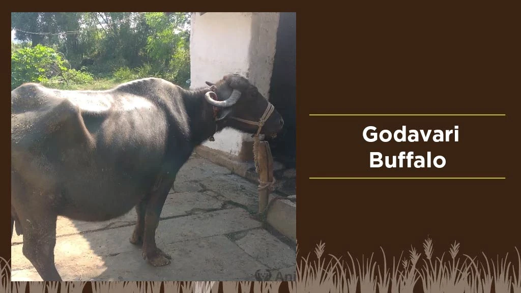 Best Indian Buffalo Breeds - Godavari Buffalo