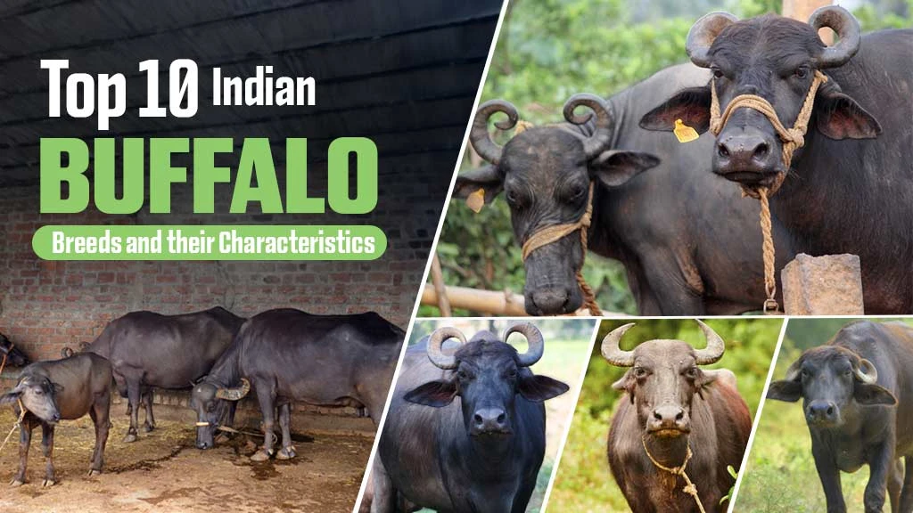 Top 10 Indian Buffalo Breeds and their Characteristics
