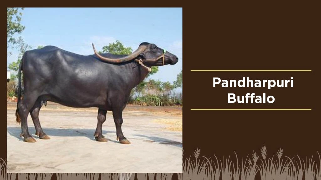 Best Indian Buffalo Breeds - Pandharpuri Buffalo