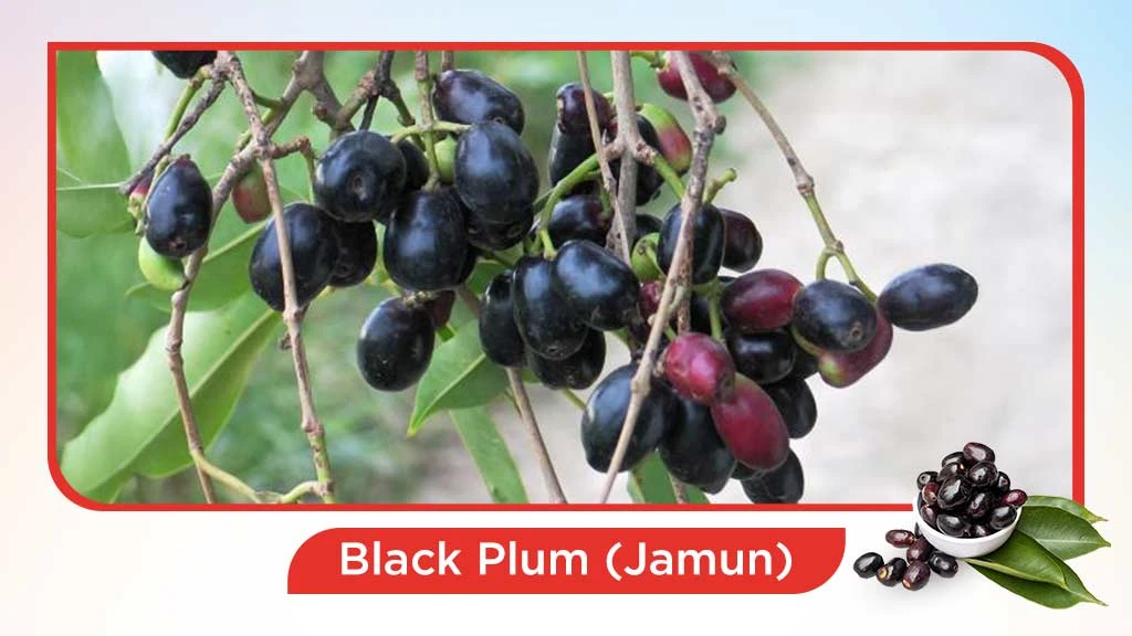 Top 10 summer fruits in India - Black Plum