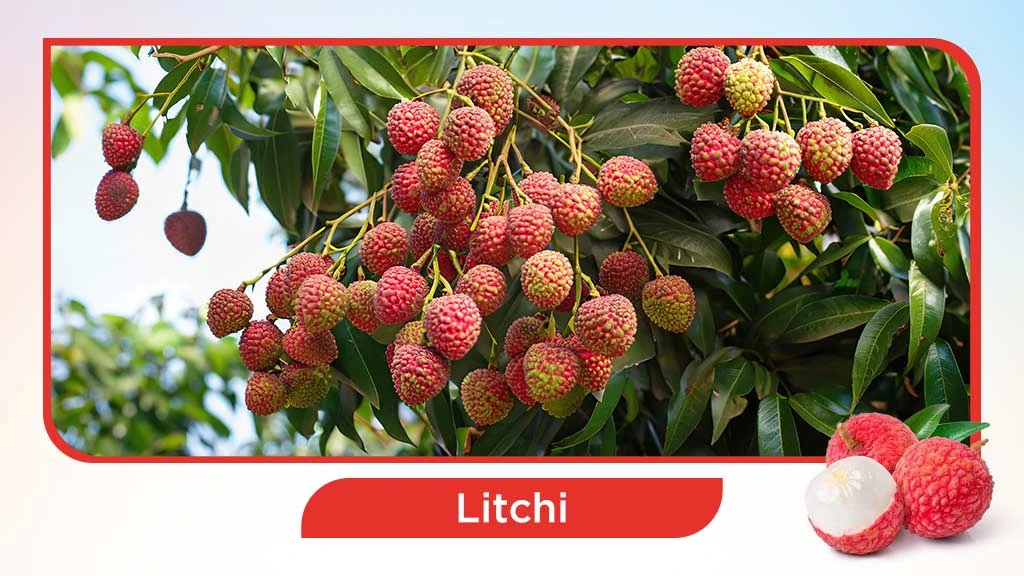Top 10 summer fruits in India - Litchi