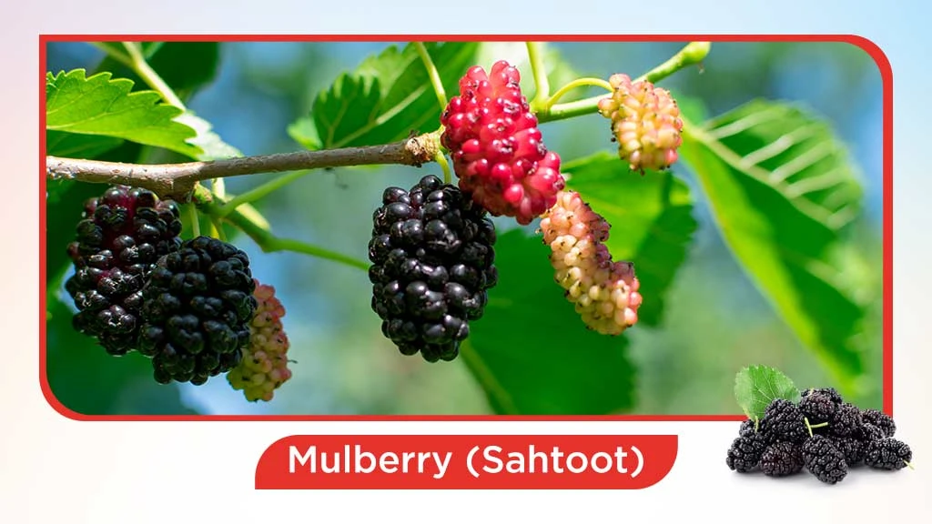 Top 10 summer fruits in India - Mulberry