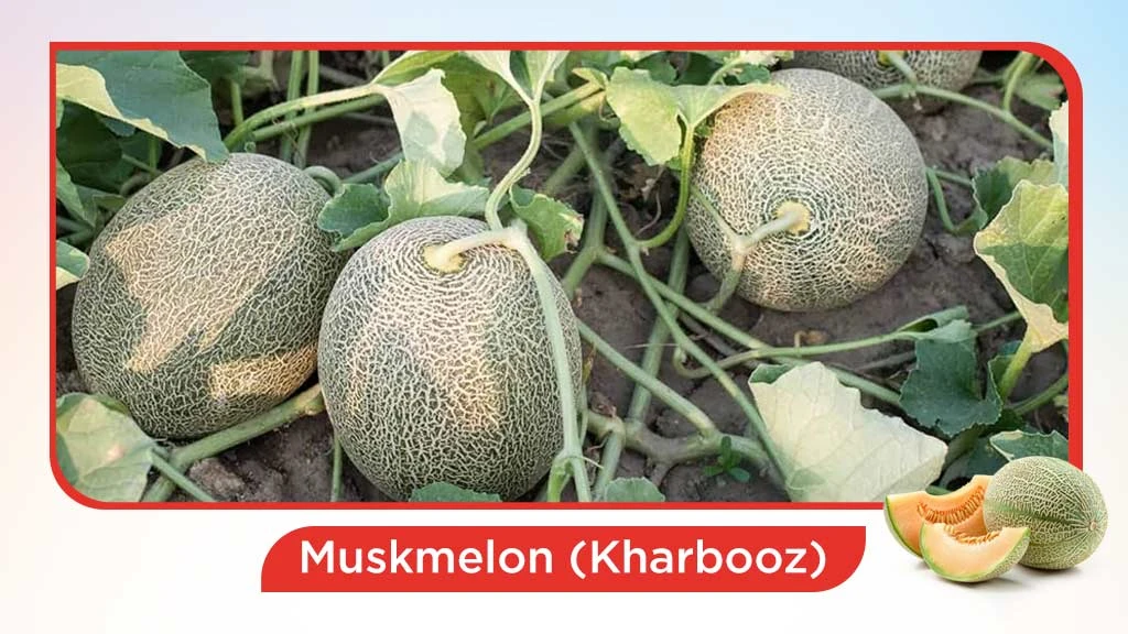 Top 10 summer fruits in India - Muskmelon