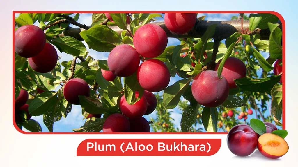 Top 10 summer fruits in India - Plum