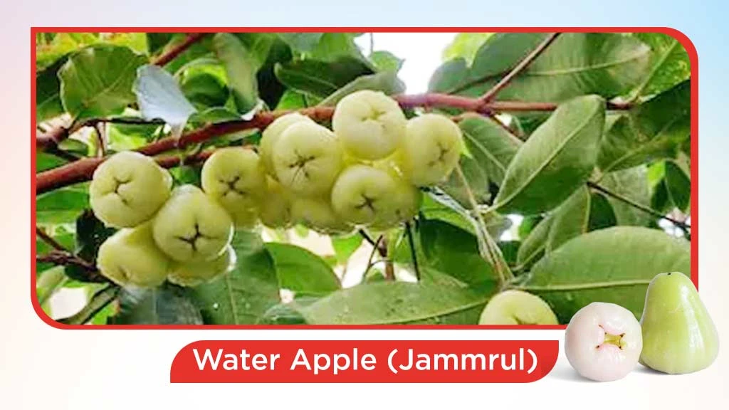 Top 10 summer fruits in India - Water Apple