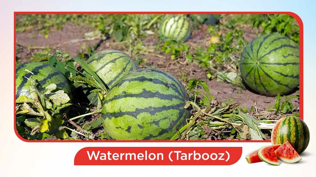 Top 10 summer fruits in India - Watermelon
