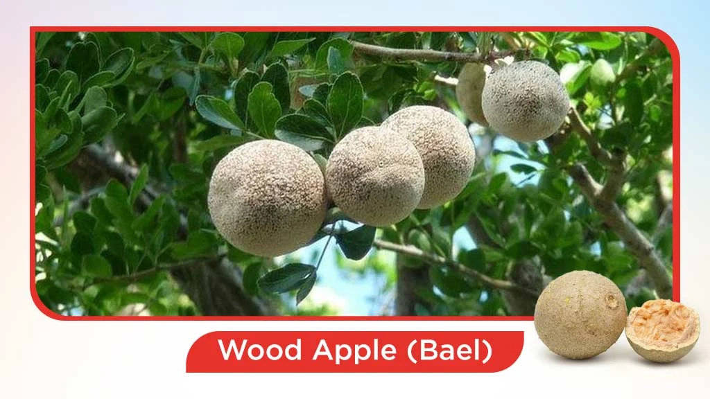 Top 10 summer fruits in India - Wood Apple