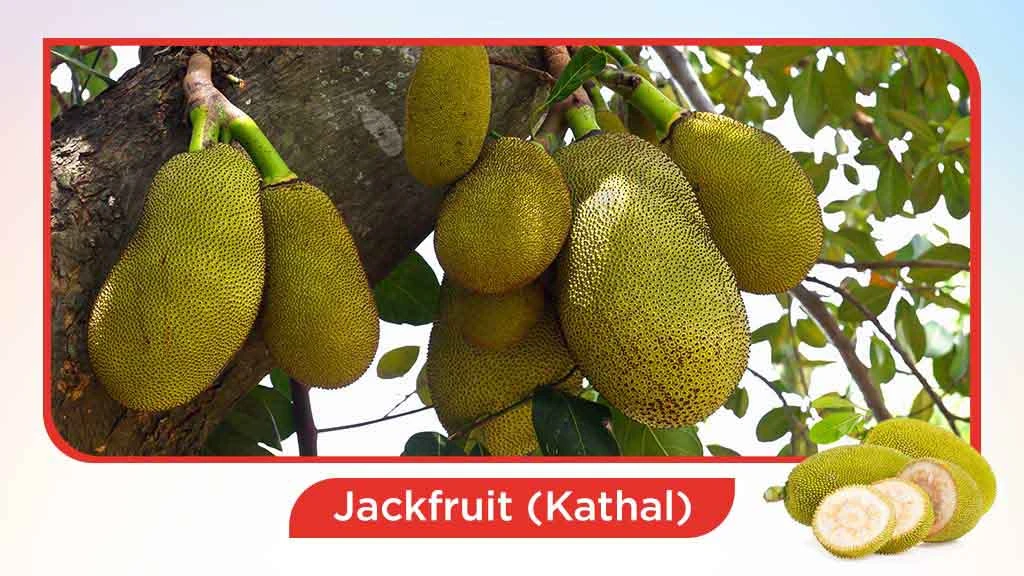 Top 10 summer fruits in India - Jackfruit