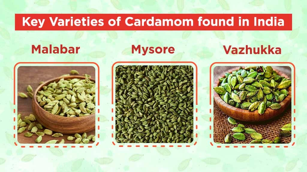 Cardamom Cultivation in India - Different Varieties of Cardamom in India