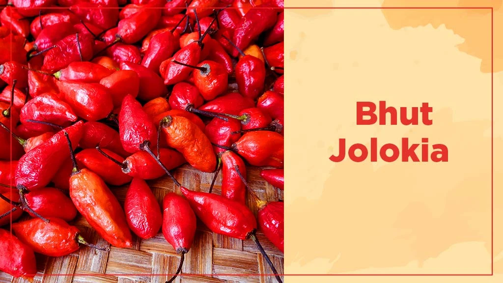 Chilli Crop Cultivation in India - Bhut Jolokia