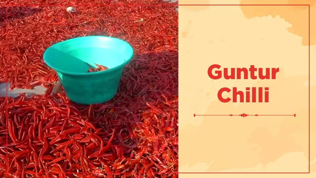 Chilli Crop Cultivation in India - Guntur Chilli