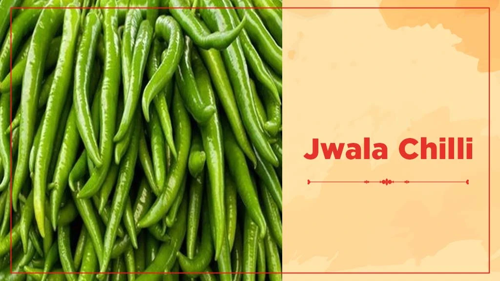 Chilli Crop Cultivation in India - Jwala Chilli 