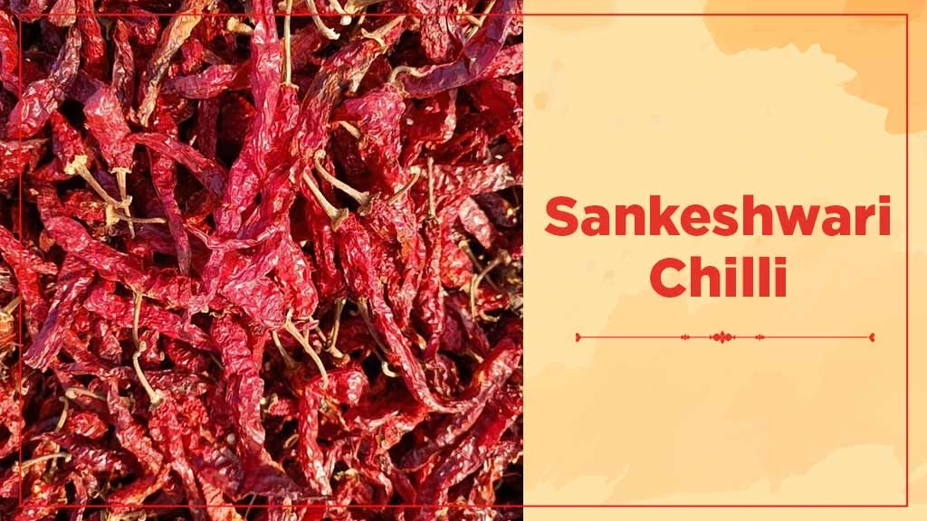 Chilli Crop Cultivation in India - Sankeshwari Chilli 