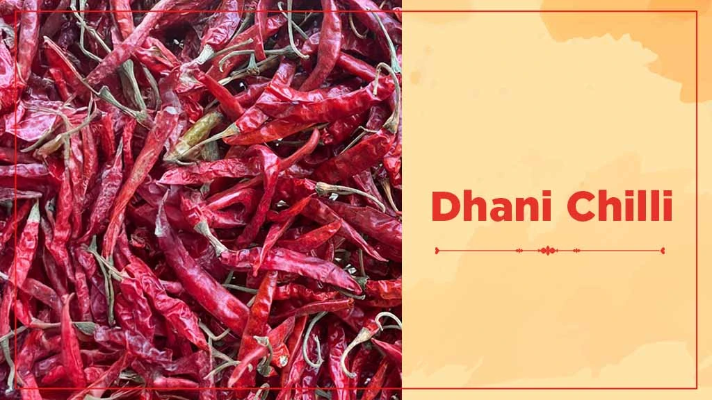 Chilli Crop Cultivation in India - Dhani Chilli