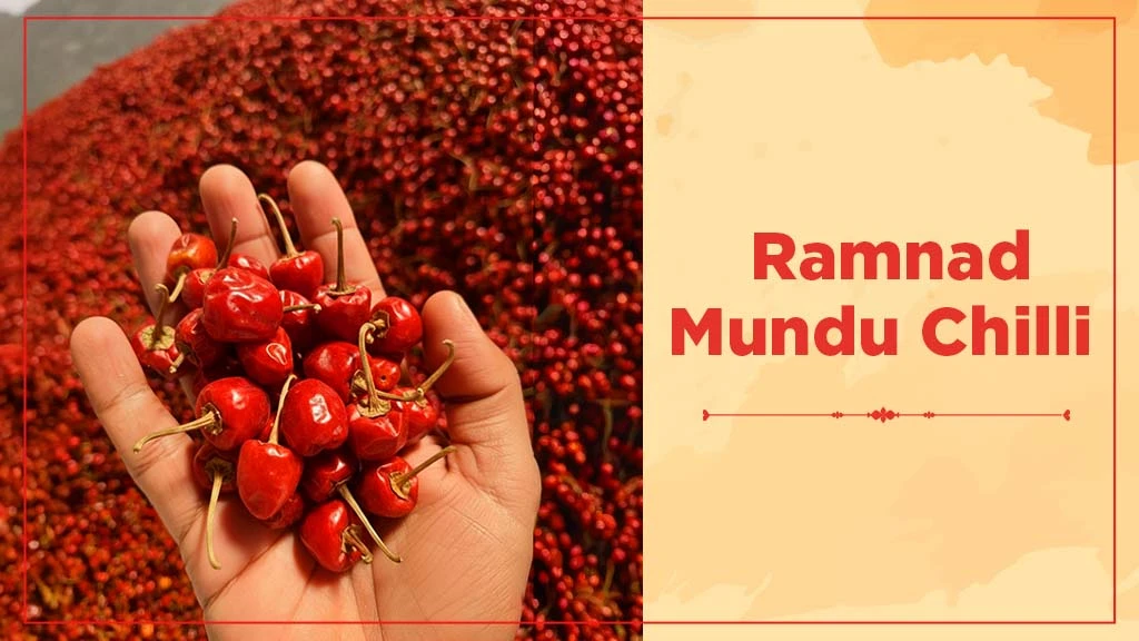 Chilli Crop Cultivation in India - Ramnad Mundu Chilli 