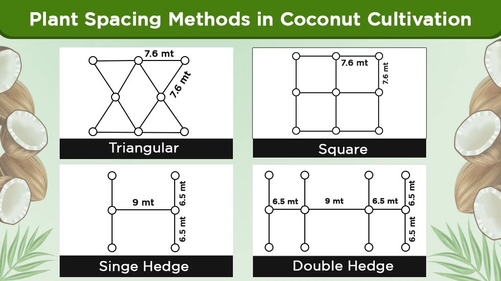 Plant spacing methods in coconut cultivation