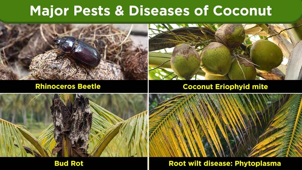 Major Pests & Diseases of Coconut