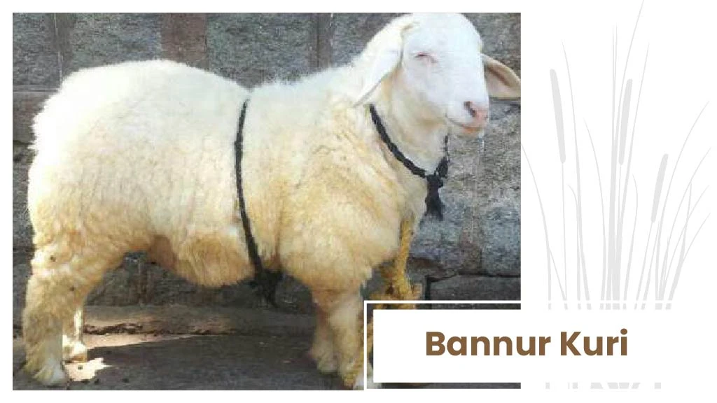 List of Top Sheep Breeds in India 2023