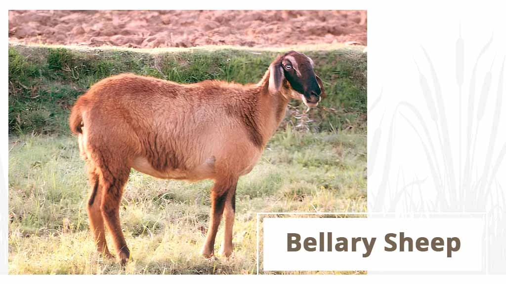 Top Sheep Breeds - Bellary Sheep