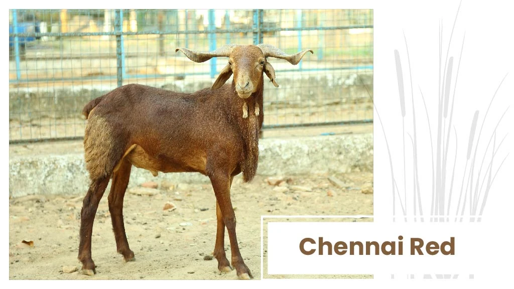 List of Top Sheep Breeds in India 2023