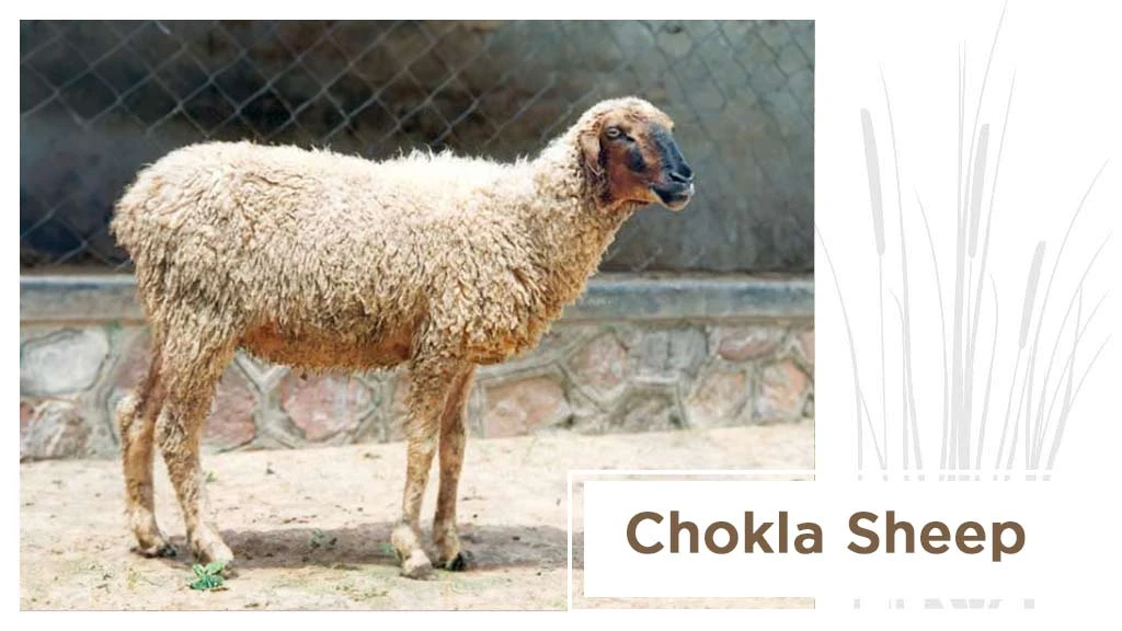 Top Sheep Breeds - Chokla Sheep