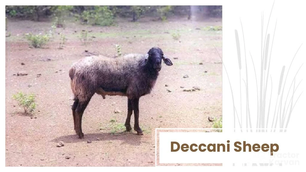 Top Sheep Breeds - Deccani Sheep