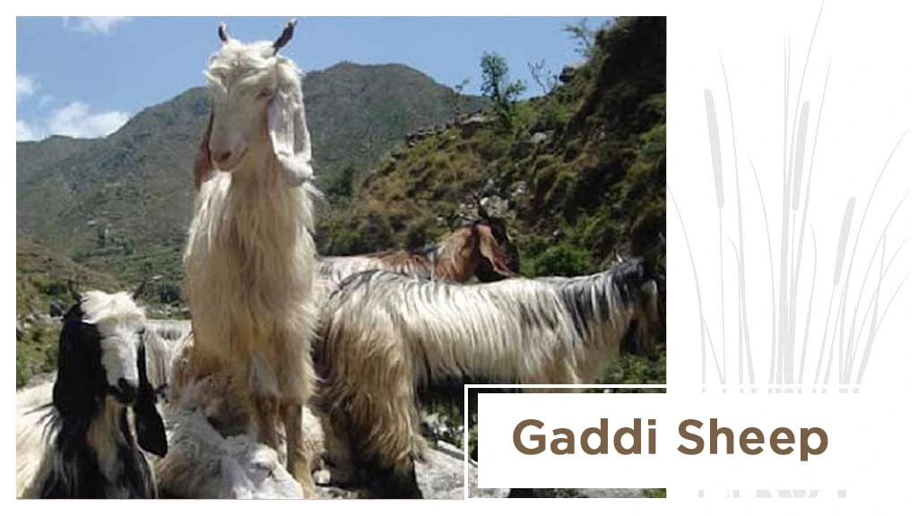 Top Sheep Breeds - Gaddi Sheep