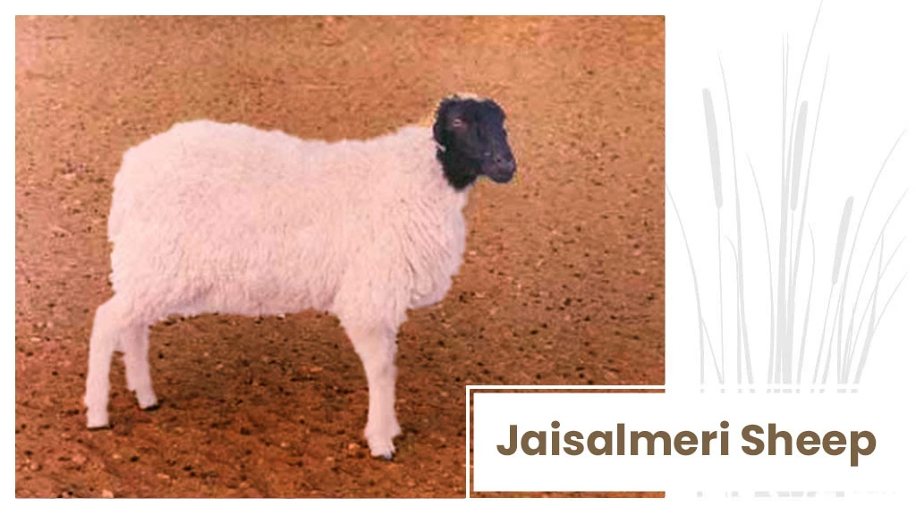 Top Sheep Breeds - Jaisalmeri Sheep