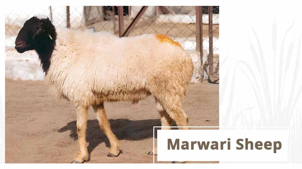 Top Sheep Breeds - Marwari Sheep