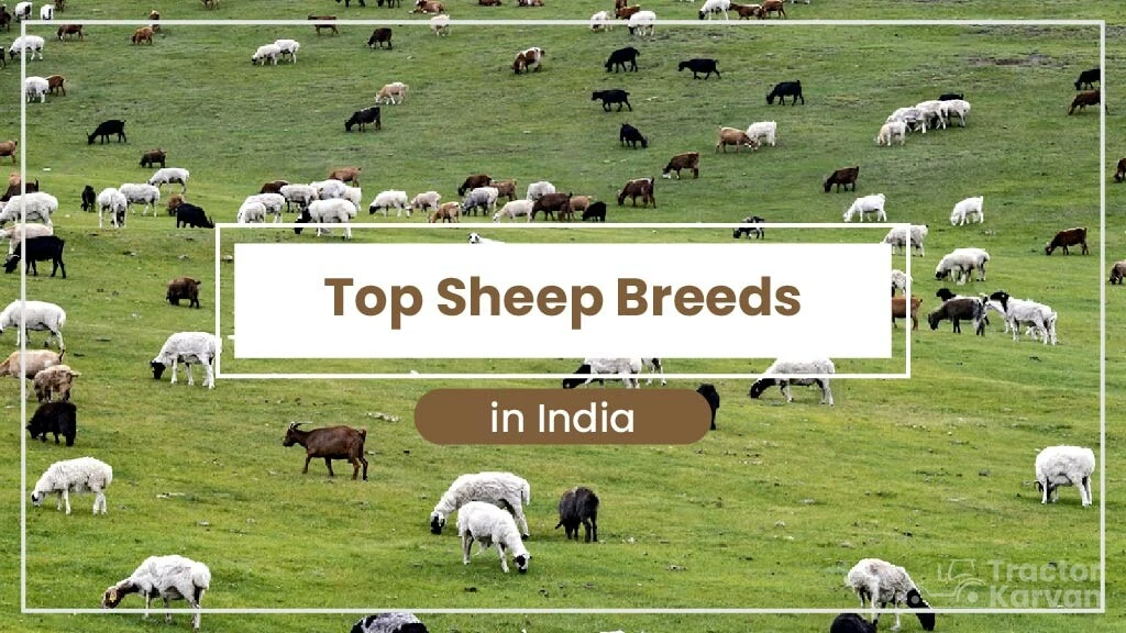 Complete List of Top Sheep Breeds in India 2024