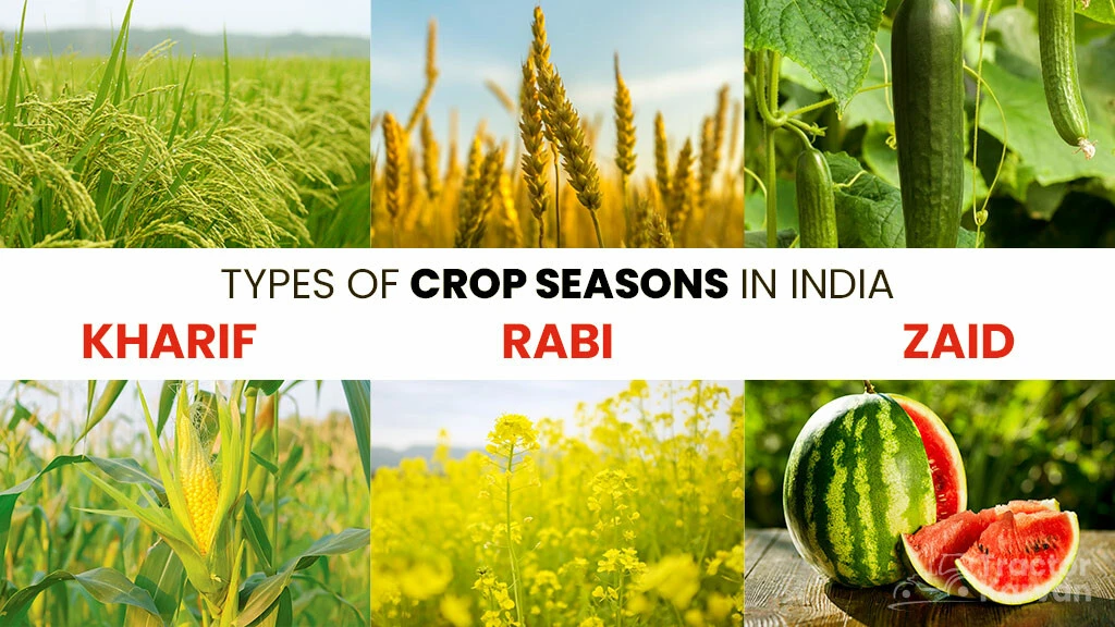 Types of Crop Seasons in India: Kharif, Rabi and Zaid