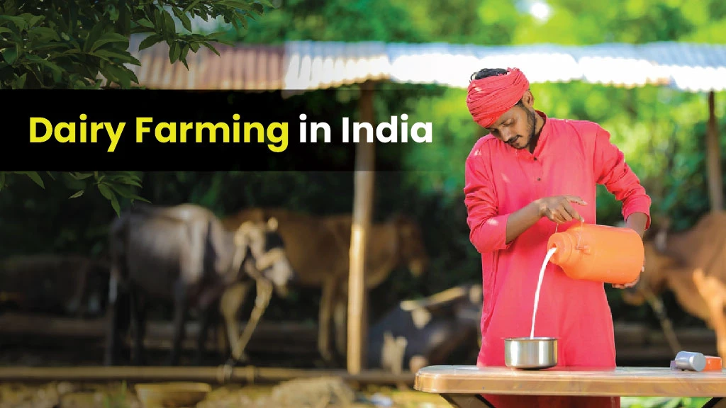 Dairy Farming in India: Meaning, Importance and Present Status