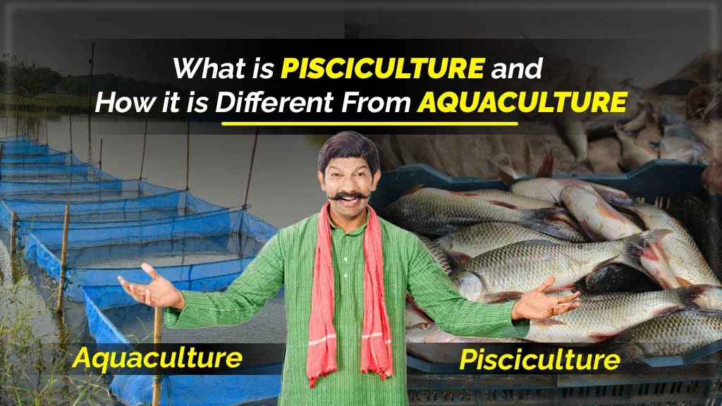 What is Pisciculture and How it is Different from Aquaculture