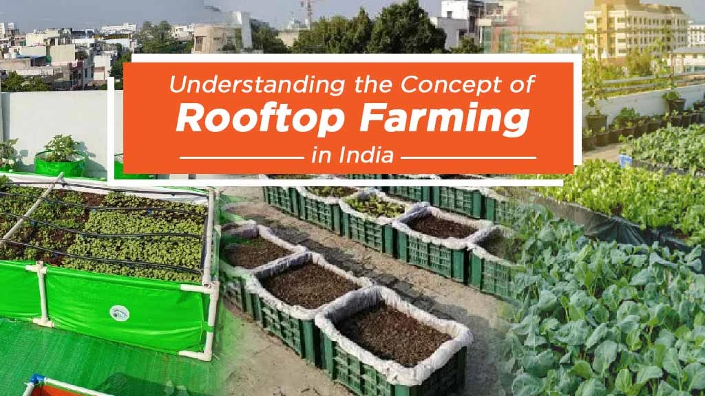 Understanding the Concept of Rooftop Farming in India