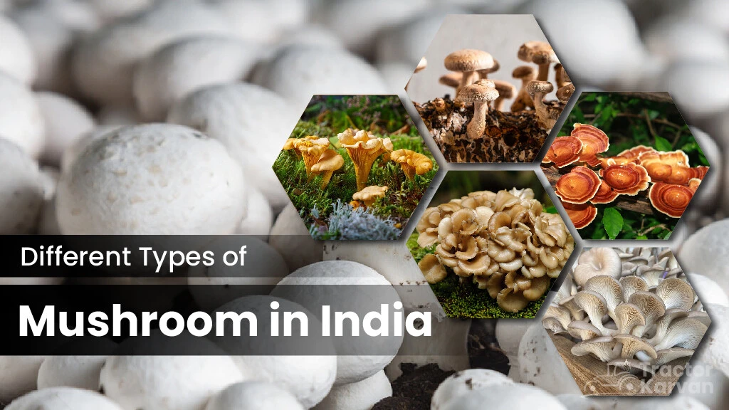 Different Types of Mushrooms in India: Characteristics and Benefits