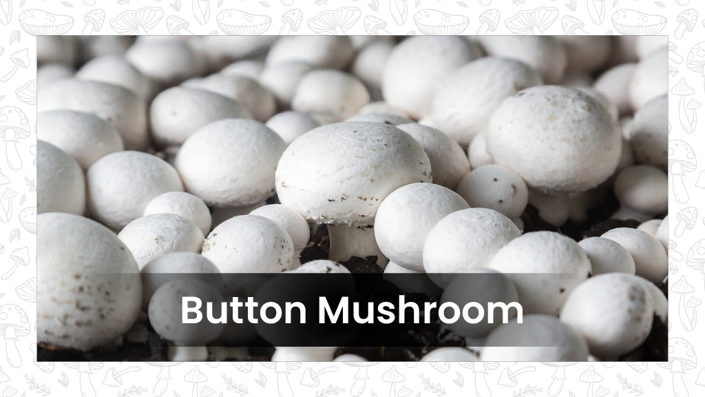 Mushroom Varieties - Button Mushroom
