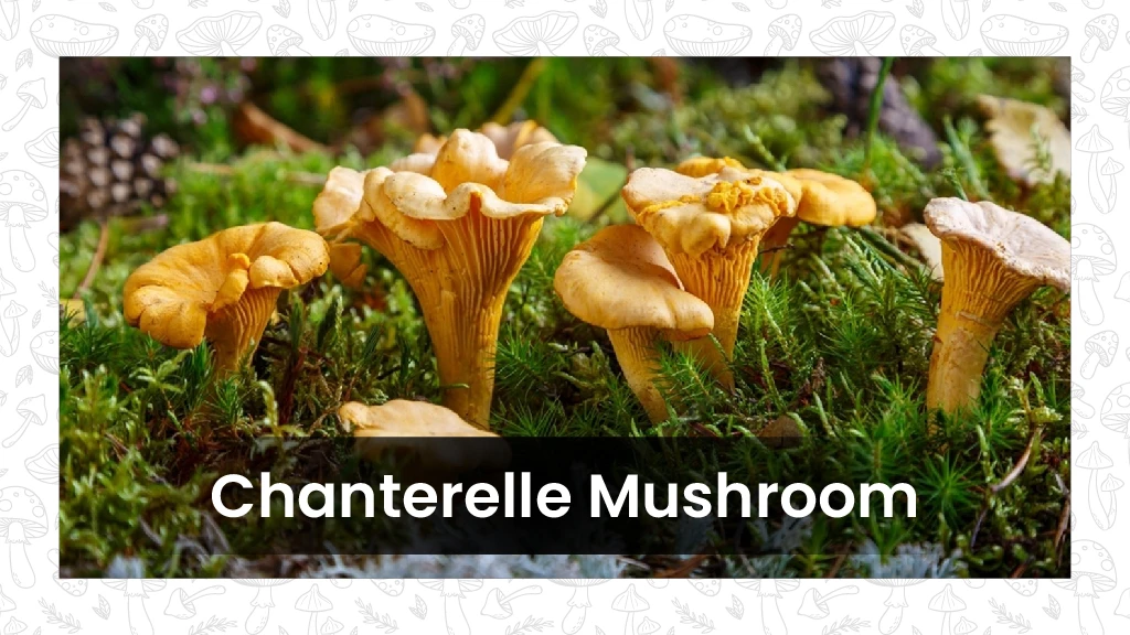 Mushroom Varieties - Chanterelle Mushroom