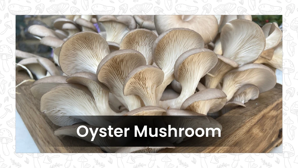 Types of Mushroom in India and Their Benefits