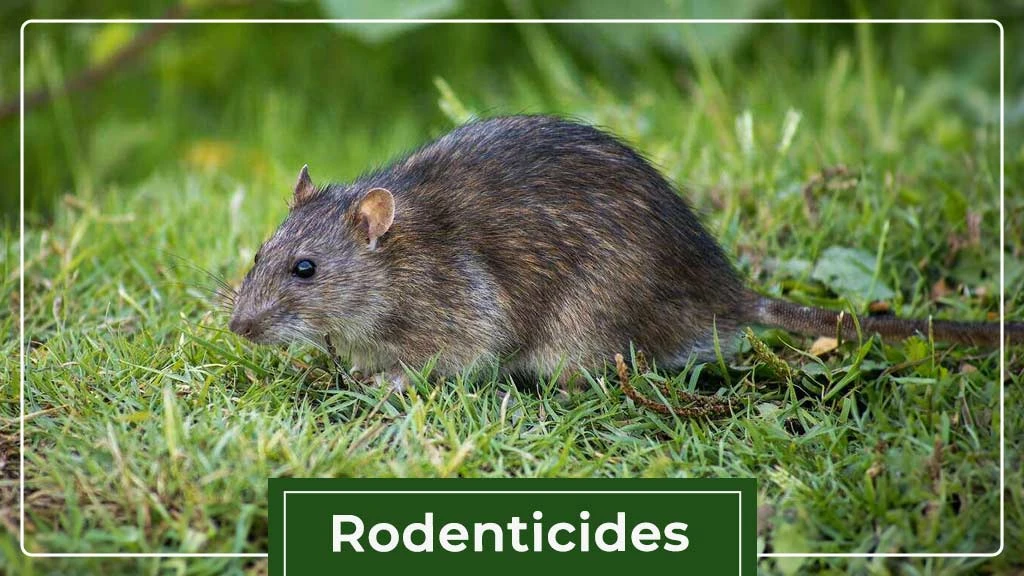 Type of Pesticides- Rodenticides